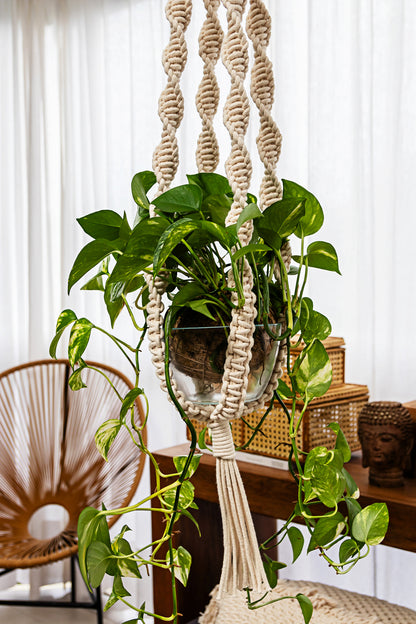 Suporte de planta DNA