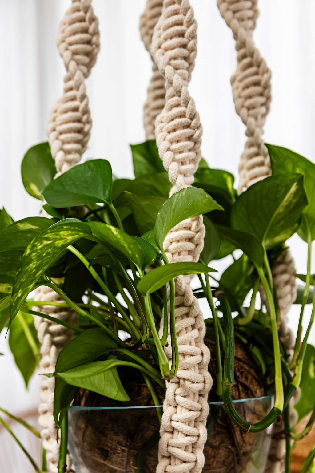 Suporte de planta DNA
